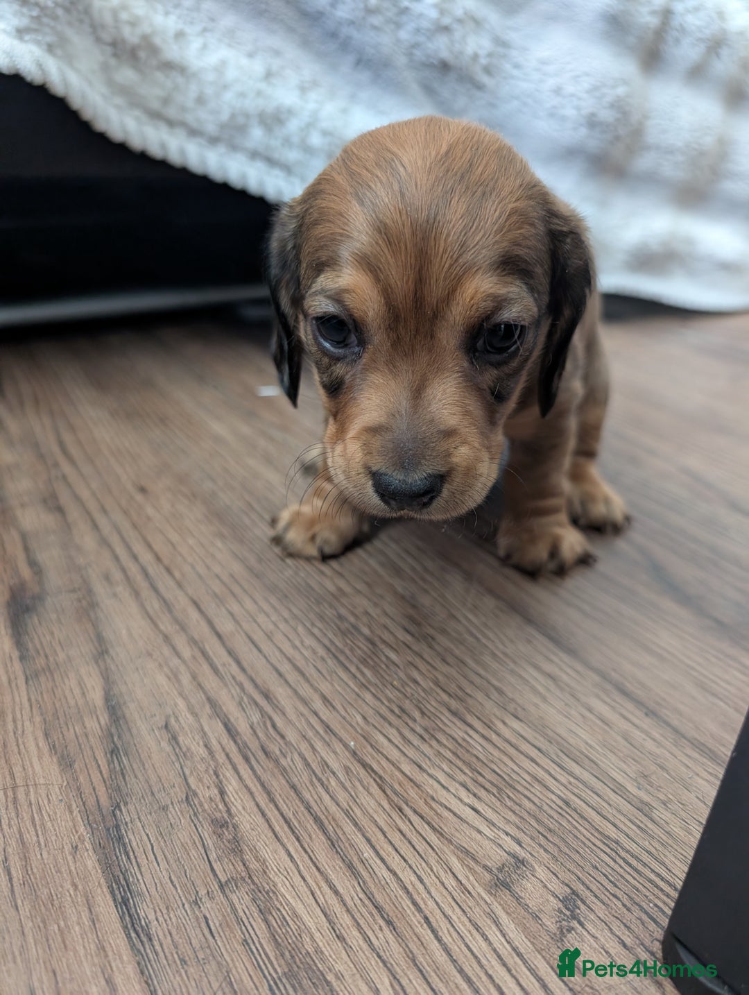 Dachshund dogs for sale: Beautiful Dachshund puppies  - Image 9