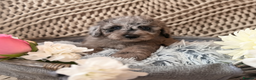 Cavapoo dogs for sale: Teddy bear miniature Cavapoos 🩷 - Advert 4
