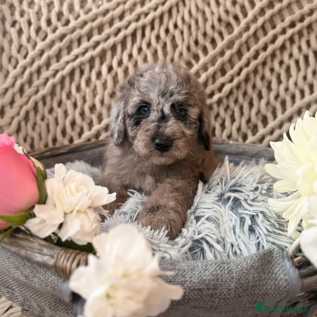 Cavapoo dogs for sale: Teddy bear miniature Cavapoos 🩷 - Advert 4