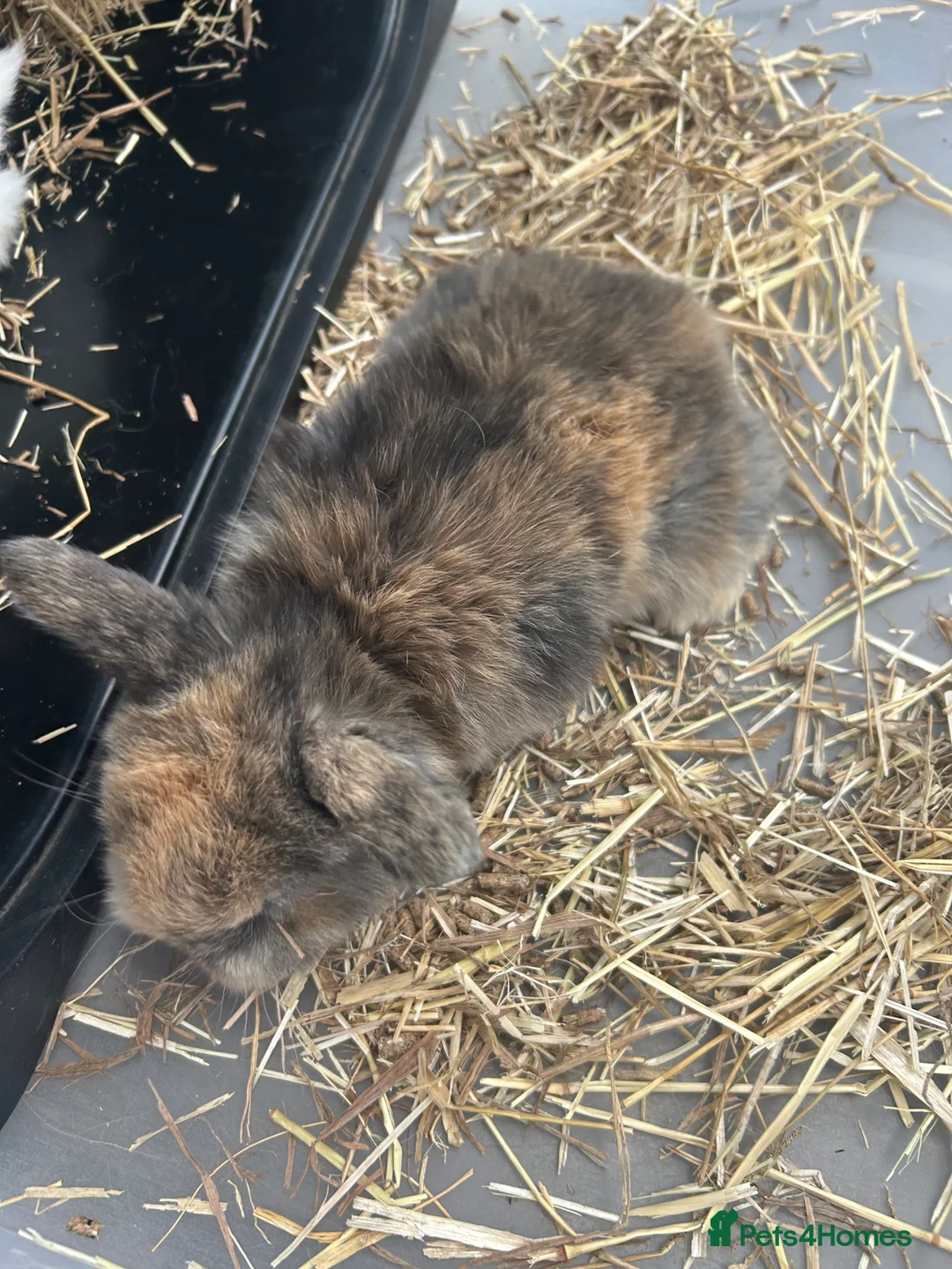 Mini Lop rabbits for sale: Mini Lop Babies - Advert 19