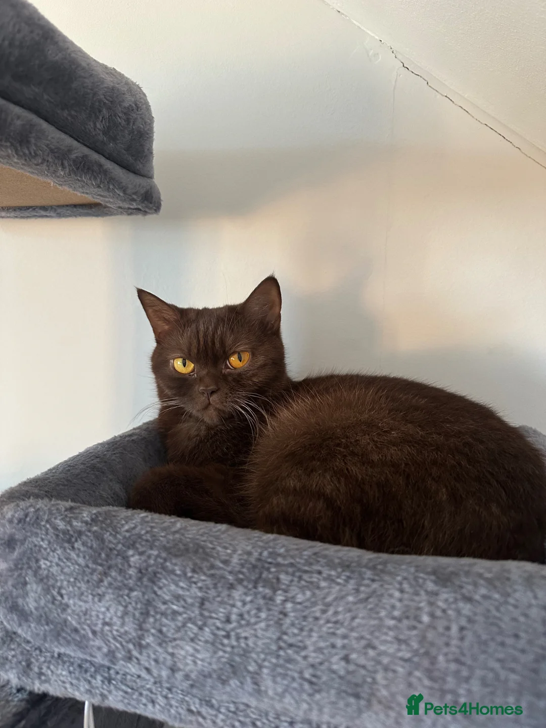British Shorthair cats for sale: Lilacs and chocolates British shorthair kittens  - Advert 1