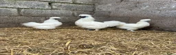 Chickens poultry for sale: Silkie breeding pair  in Cairndow - Advert 3