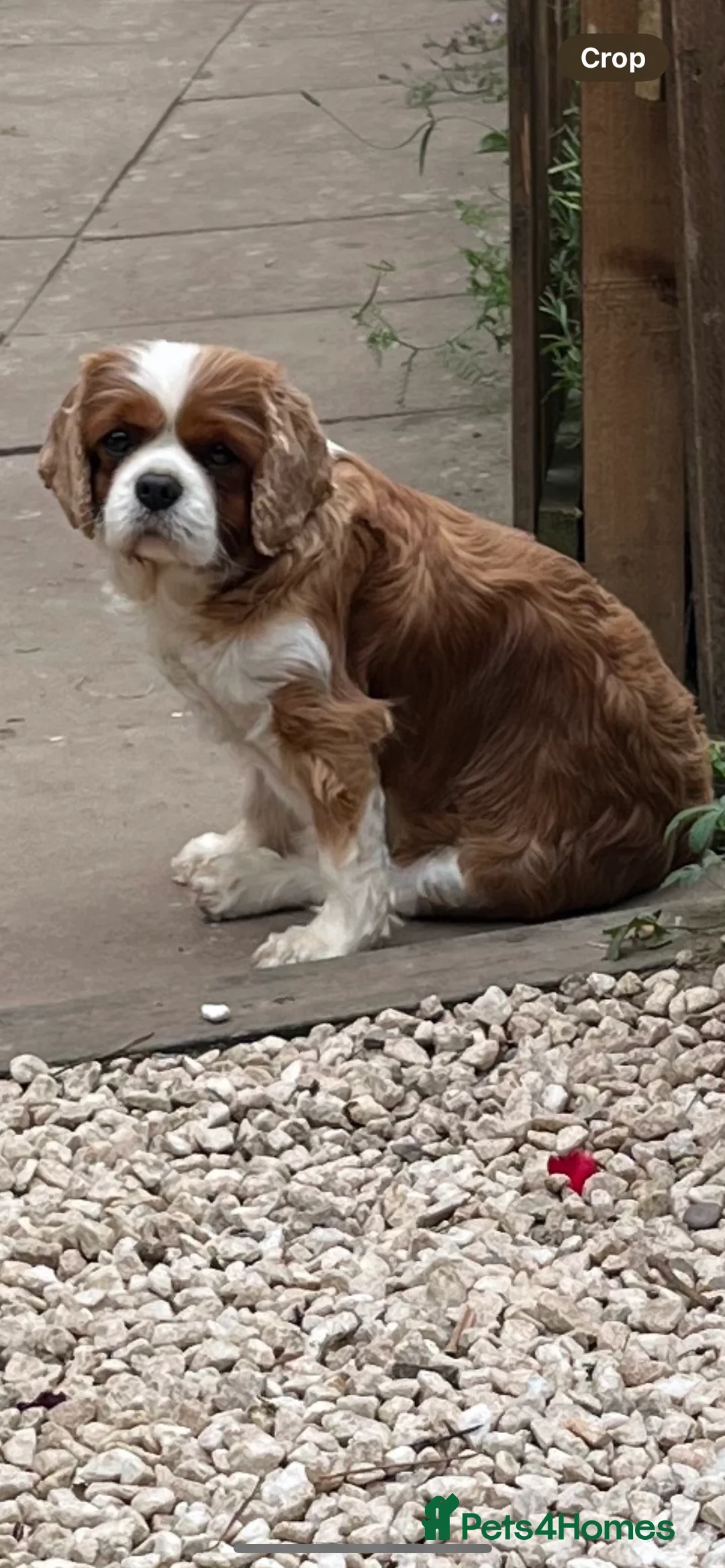 Cavalier King Charles Spaniel dogs for sale: 3 adult cavaliers (speyed)1 boy 2 girls  - Advert 4