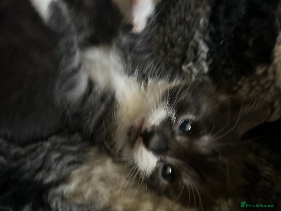 Mixed Breed cats for sale: 3 beautiful kittens for sale - Image 7