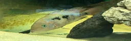 Cichlids fish for sale: American Cichlids for sale in Plymouth - Advert 3