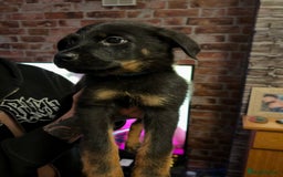 Rottweiler dogs for sale: Lewis Ballington - Image 3