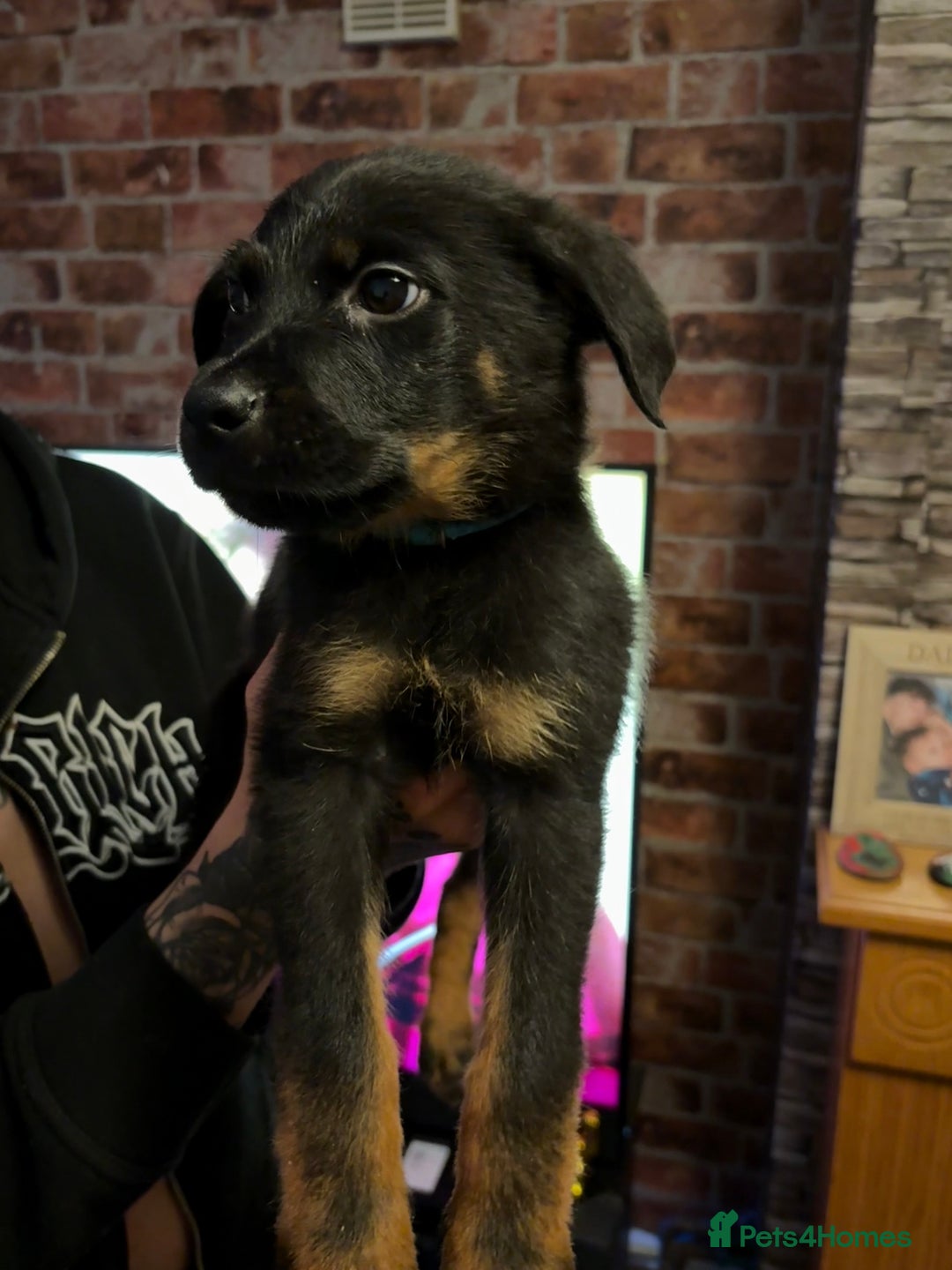 Rottweiler dogs for sale: Lewis Ballington - Image 3