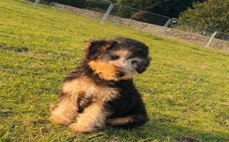 Mixed Breed dogs - Advert 7