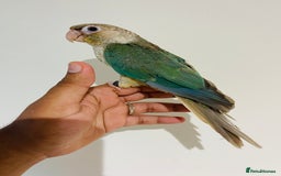 Mixed Breed birds for sale: Various birds for sale - Image 6