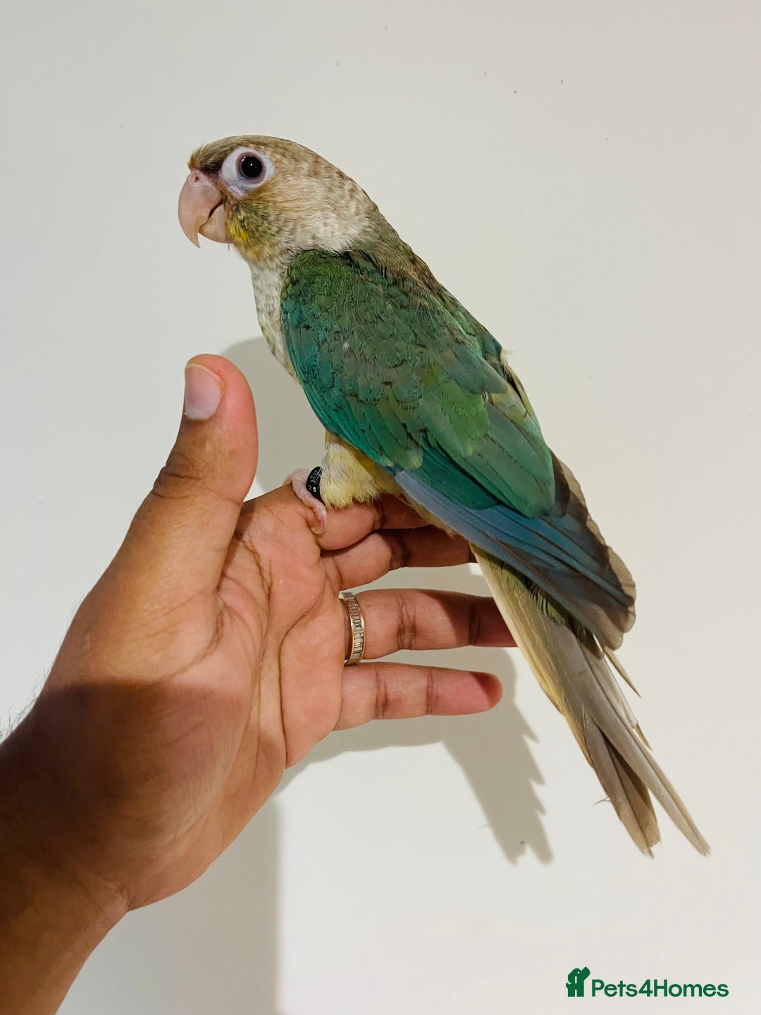 Mixed Breed birds for sale: Various birds for sale - Image 6