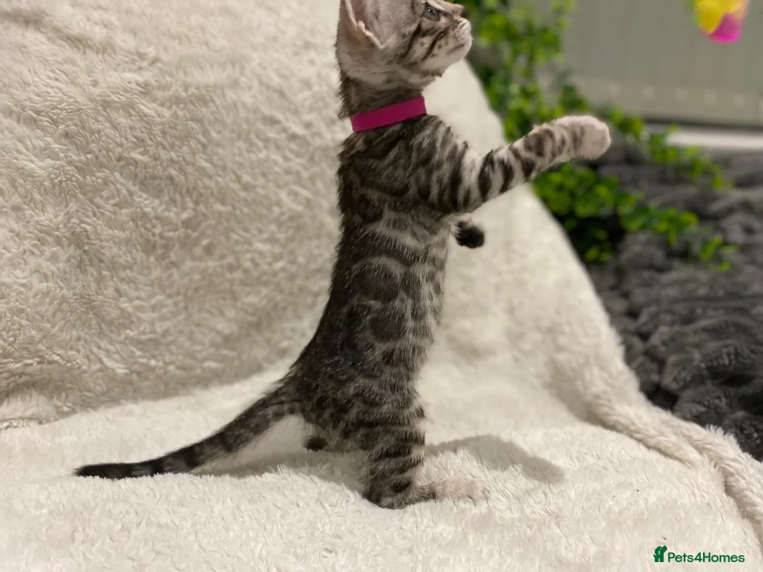 Bengal cats for sale: - Brown & Silver Bengals—Experienced Homes Only - Advert 19