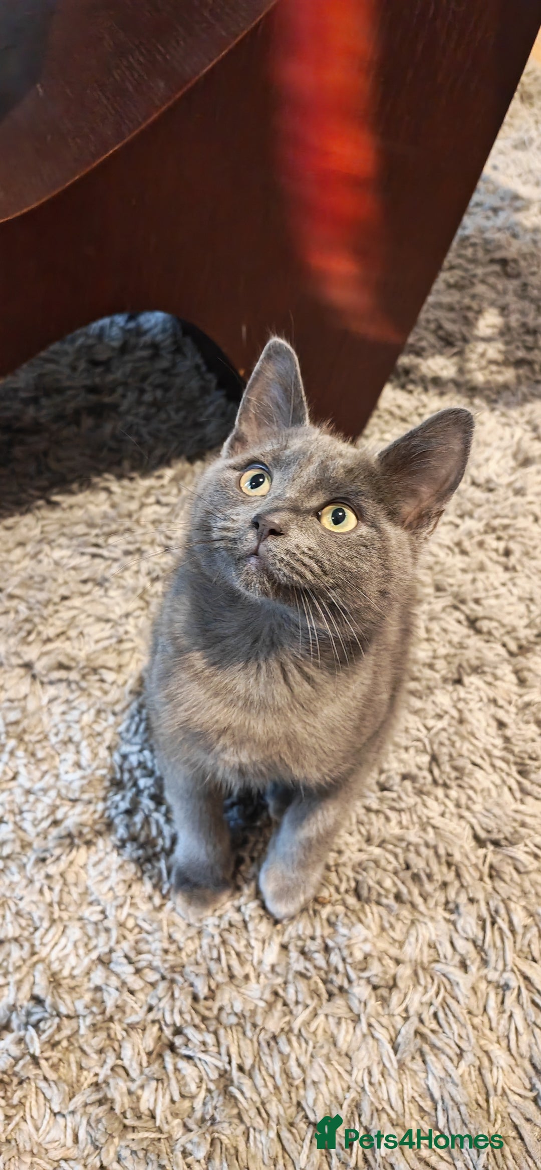 Russian Blue cats for sale:  Russian blue kittens with cute bobtail  - Advert 6