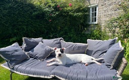 Mixed Breed dogs for sale: Staffie cross looking for new home - Advert 2