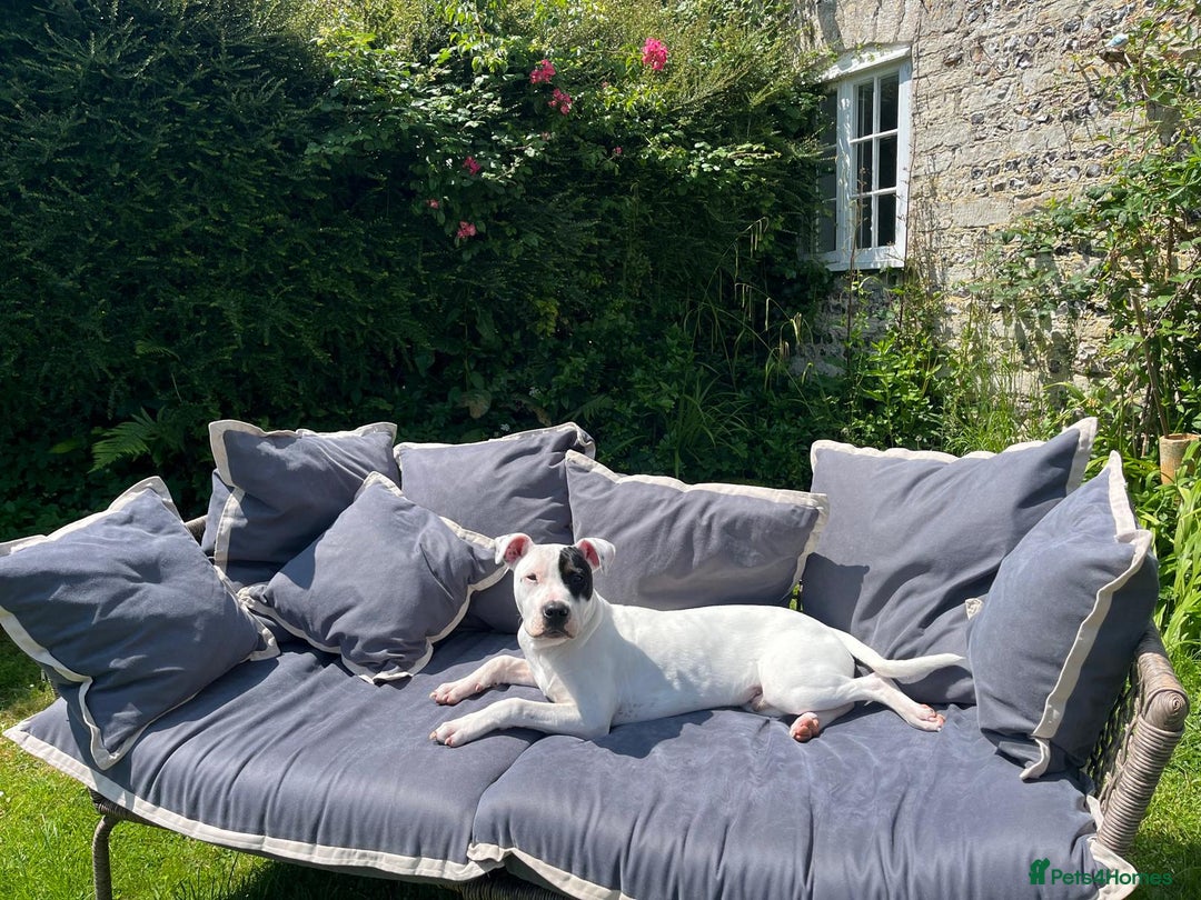 Mixed Breed dogs for sale: Staffie cross looking for new home - Advert 2