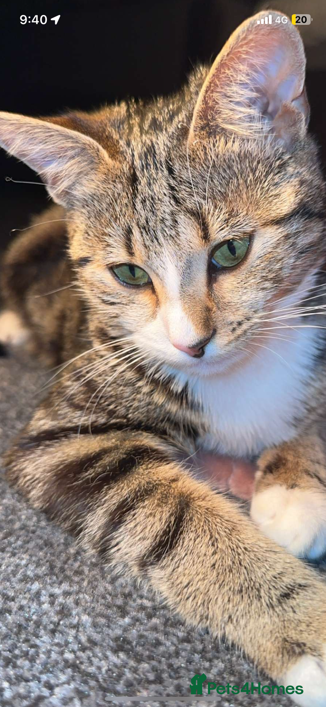 Mixed Breed cats for sale: kitten for sale  - Advert 1