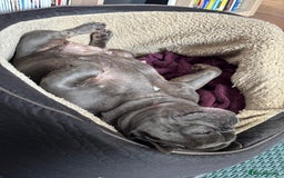 French Bulldog dogs for sale: Looking for forever home for Winnie - Image 3