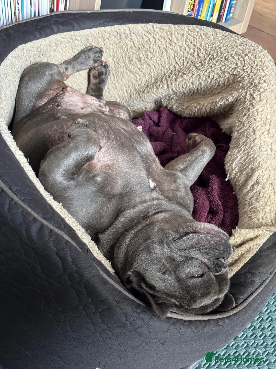 French Bulldog dogs for sale: Looking for forever home for Winnie - Advert 3