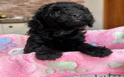 Miniature Poodle dogs for sale: Beautiful litter of Cheeky KC Reg. Mini Poodle's - Image 13
