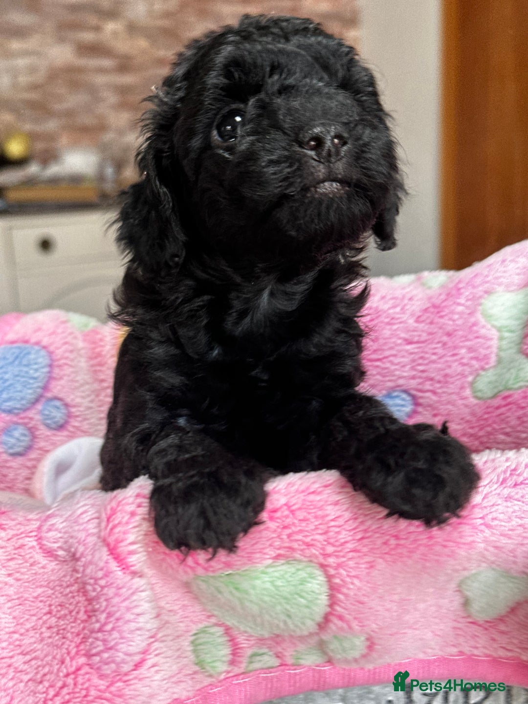 Miniature Poodle dogs for sale: Beautiful litter of Cheeky KC Reg. Mini Poodle's - Image 13