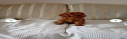 Cavapoo dogs for sale: 8 stunning Cavapoo 🐕‍🦺 puppies 🐕‍🦺 - Advert 2