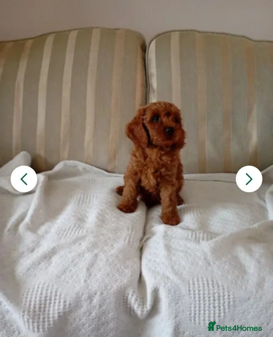 Cavapoo dogs for sale: 8 stunning Cavapoo 🐕‍🦺 puppies 🐕‍🦺 - Advert 2