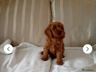 Cavapoo dogs 8 stunning Cavapoo 🐕🦺 puppies 🐕🦺 - Advert 9