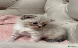 Persian cats for sale: Adorable Persian × Bengal Kittens  - Image 15