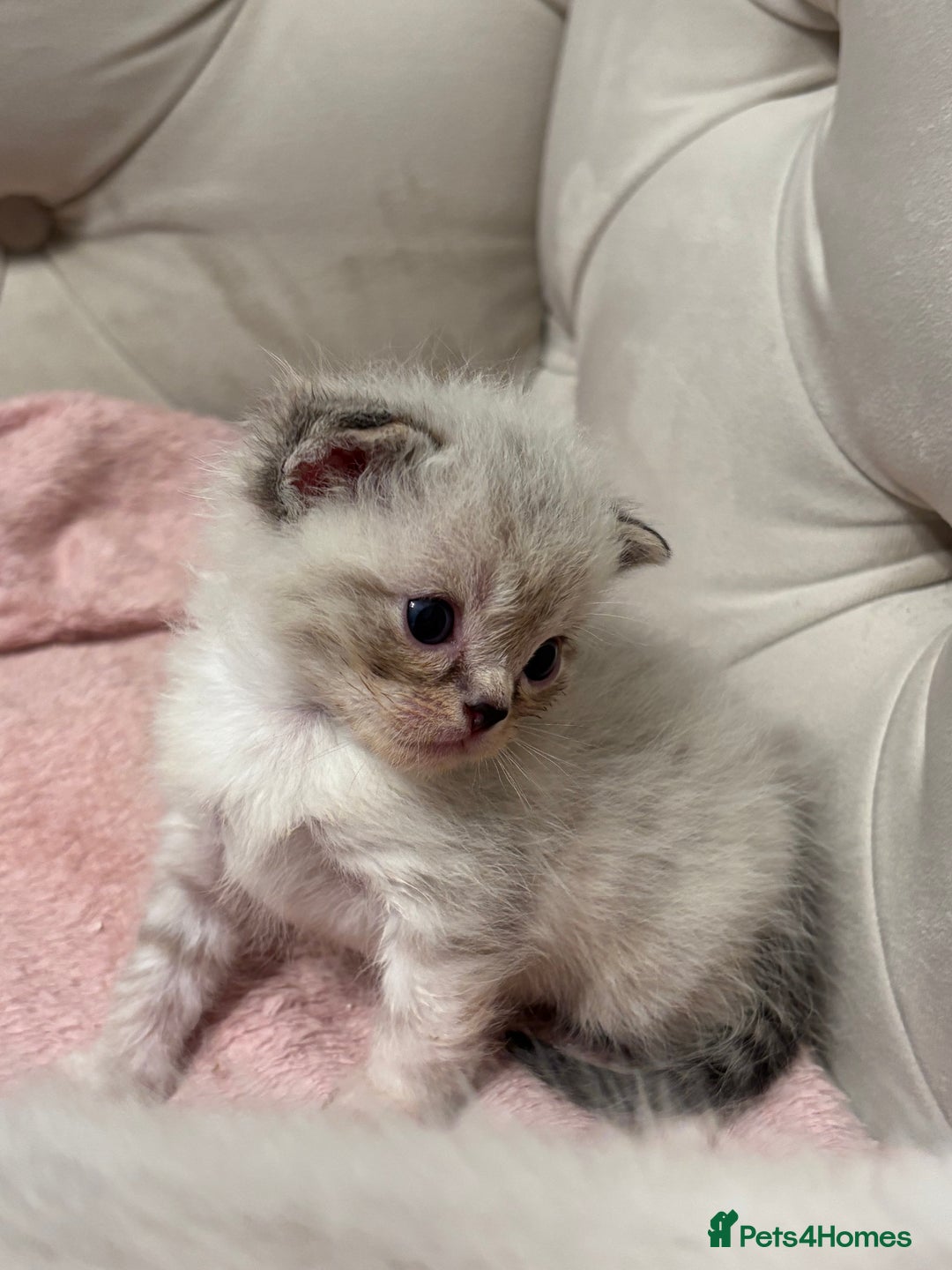 Persian cats for sale: Adorable Persian × Bengal Kittens  - Image 15
