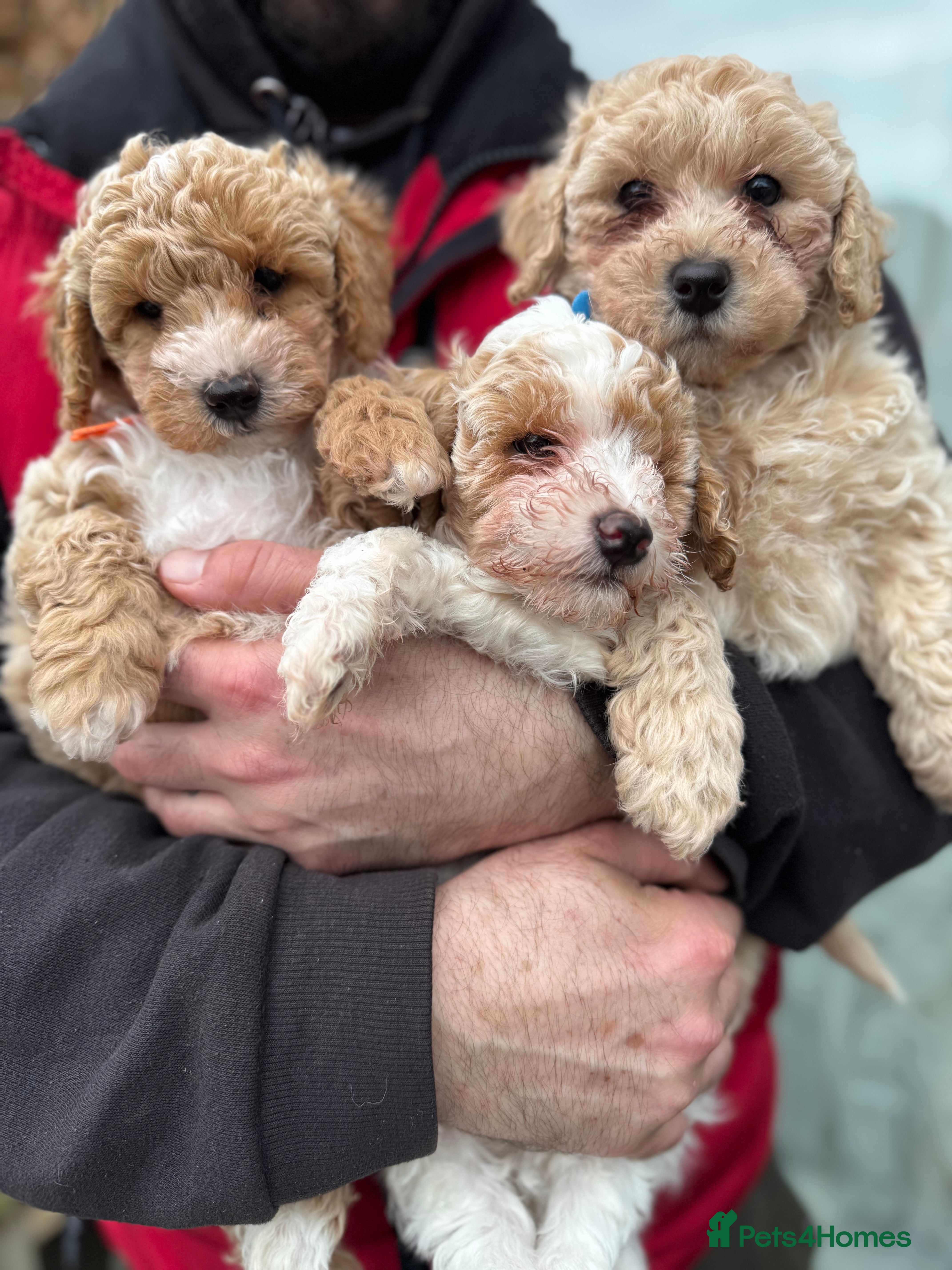 Poochon dogs READY TO LEAVE Poochons for sale  - Advert 1