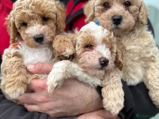 Poochon dogs READY TO LEAVE Poochons for sale - Advert 1