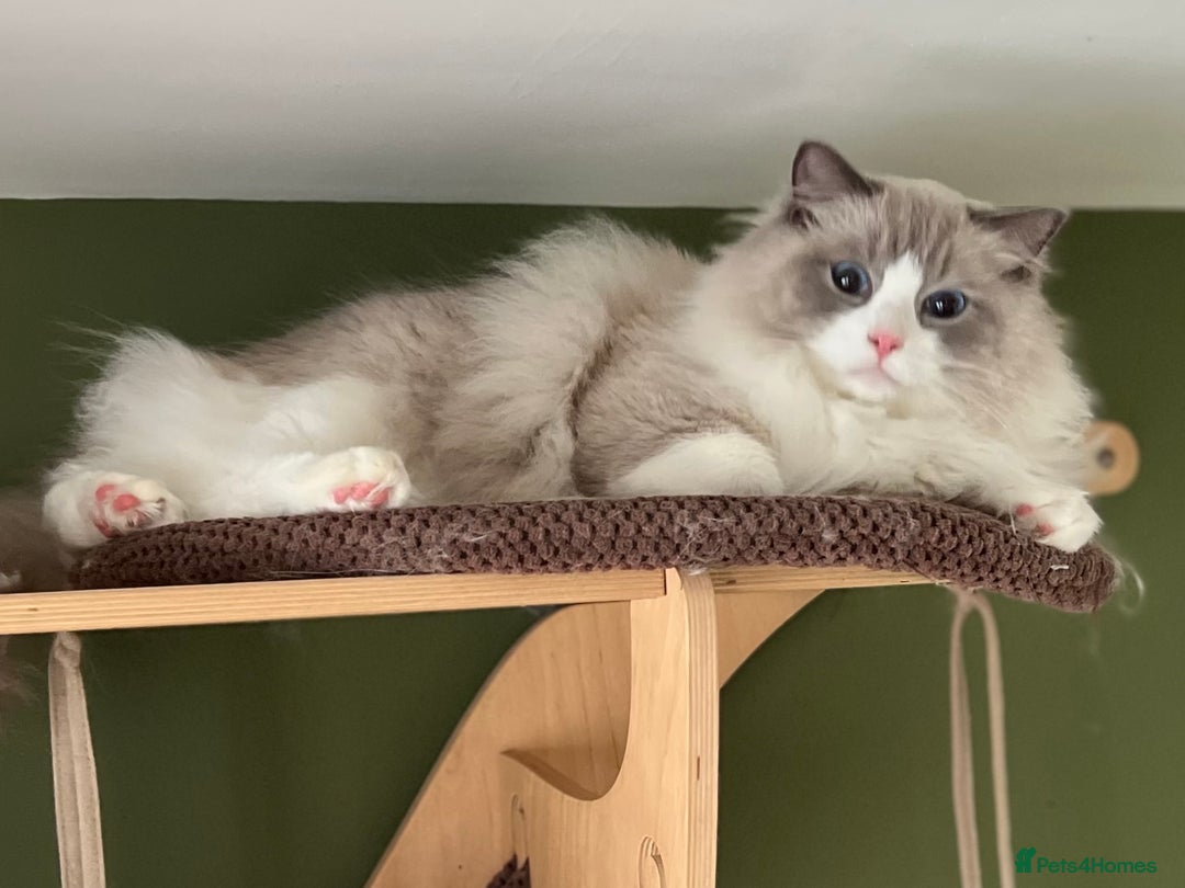Ragdoll cats for sale: Amazing big ragdoll boy.  - Advert 2