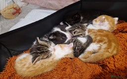 British Shorthair cats for sale: Six Gorgeous Kittens Available From Next Week - Image 18