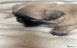 Shih Tzu dogs for sale: KC Shihtzu pups  - Image 6