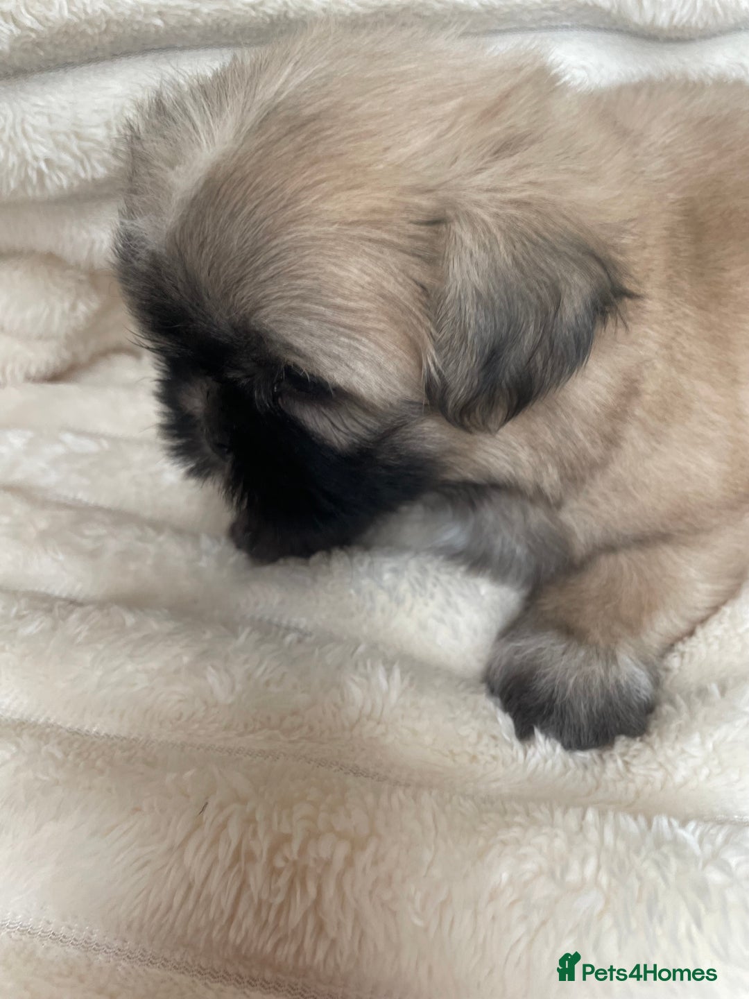 Shih Tzu dogs for sale: KC Shihtzu pups  - Image 6