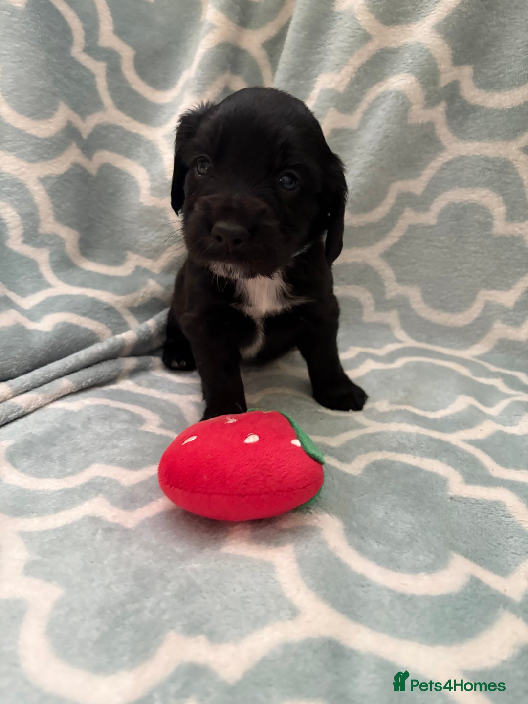 Sprocker dogs for sale: Beautiful Sproker pups  - Image 5