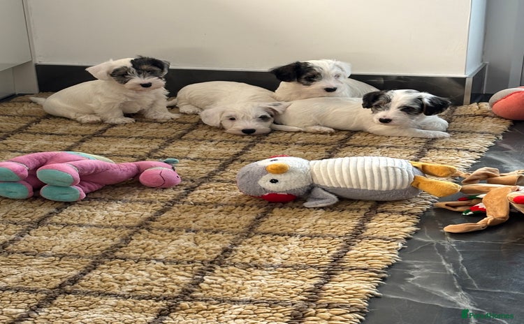 Sealyham Terrier dogs Stunning Sealyham Terriers  - Advert 2