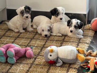 Sealyham Terrier dogs Stunning Sealyham Terriers - Advert 2