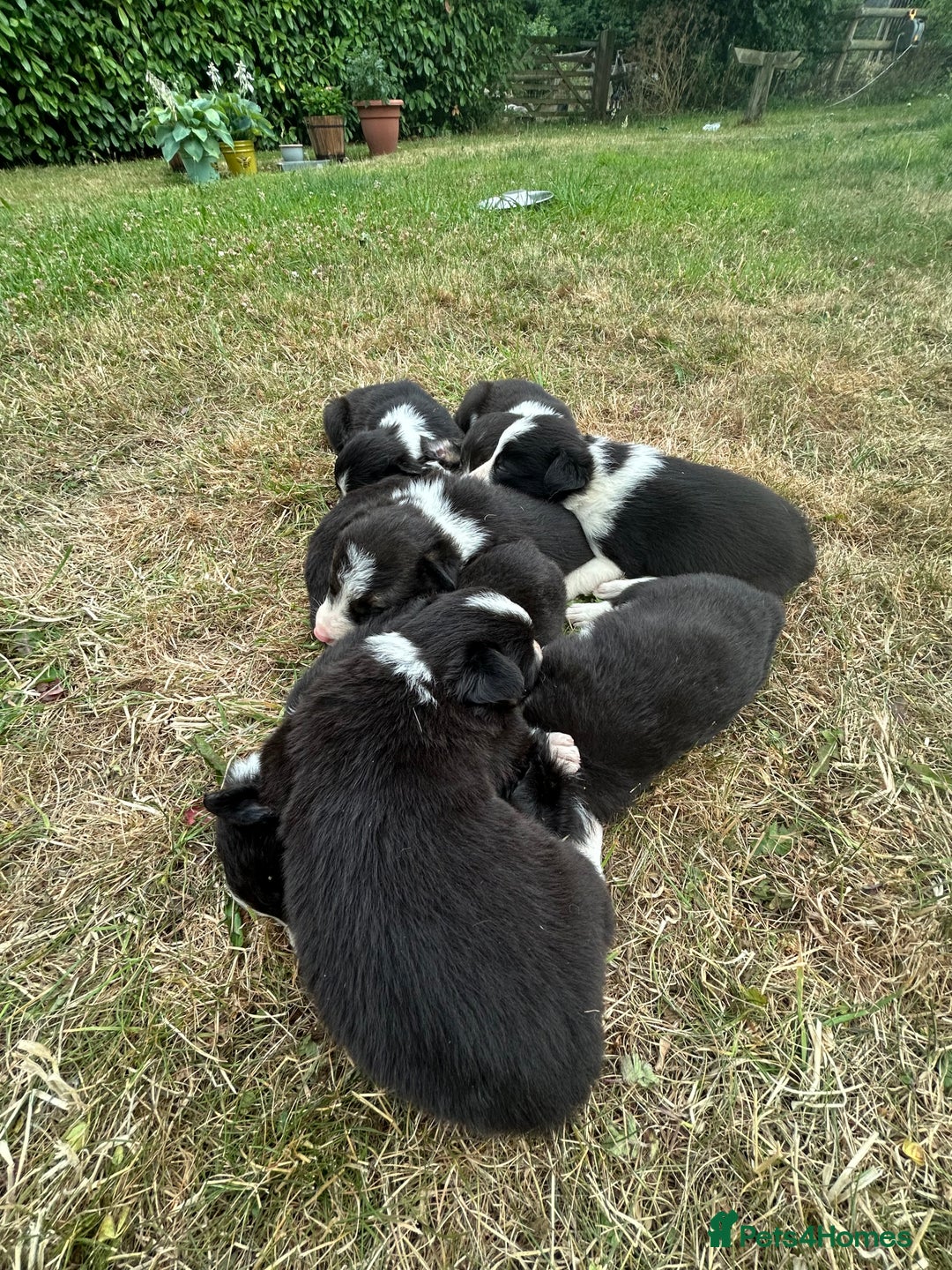 Border Collie dogs for sale: Awesome border collies! - Image 2