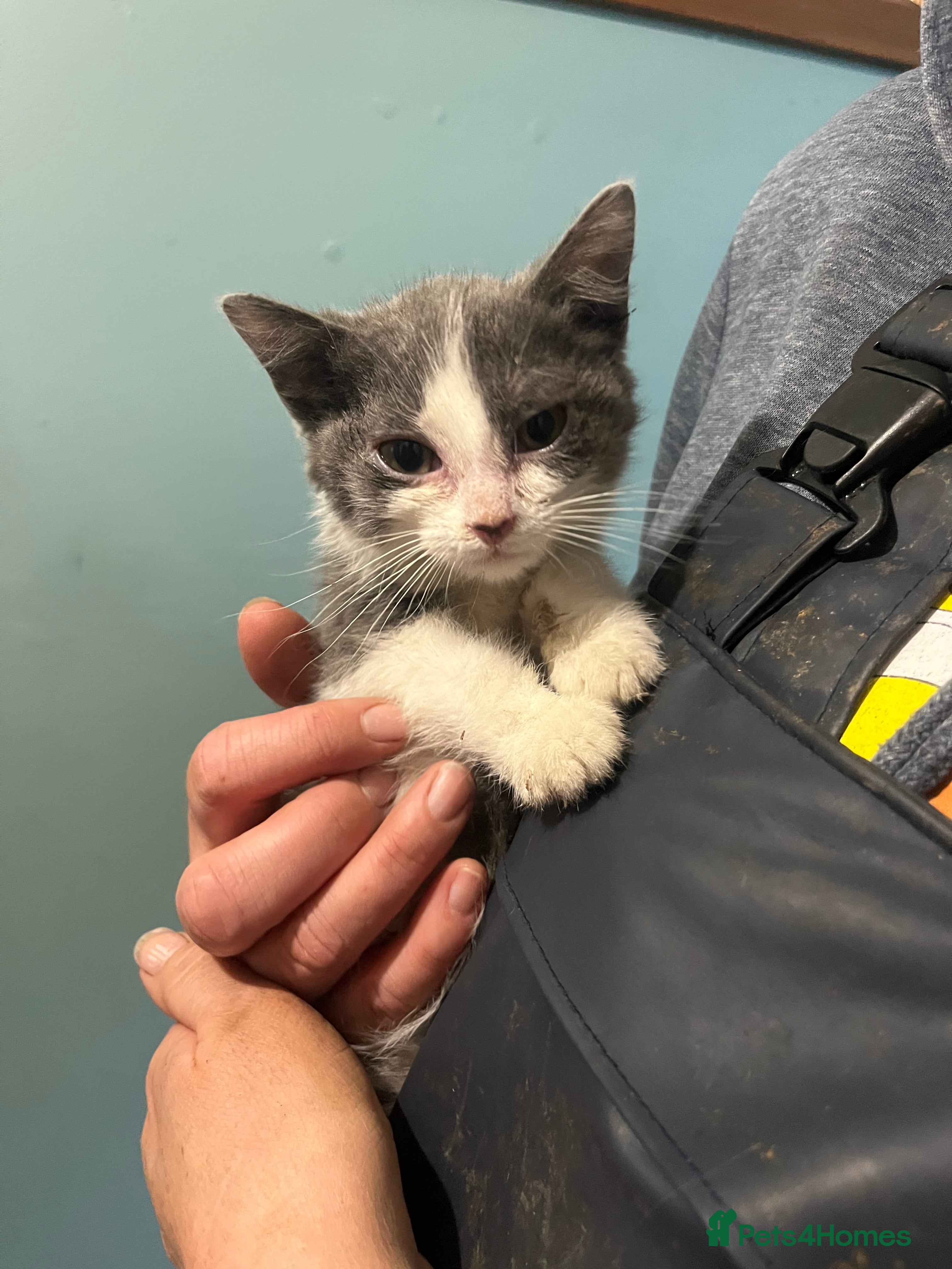 Mixed Breed cats Long and short haired, litter trained kittens  - Advert 2