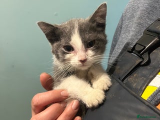 Mixed Breed cats Long and short haired, litter trained kittens - Advert 2