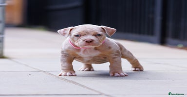 American Bully dogs - Advert 6