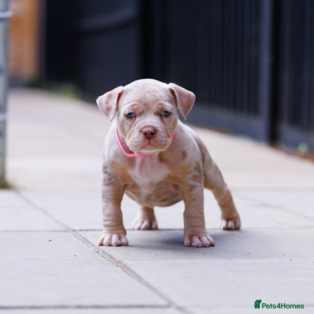 American Bully dogs for sale: REAL QUALITY BULLYS  - Image 3