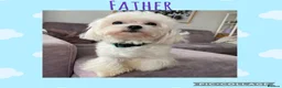 Maltipoo dogs for sale: F2 Maltipoo Puppies - Advert 7