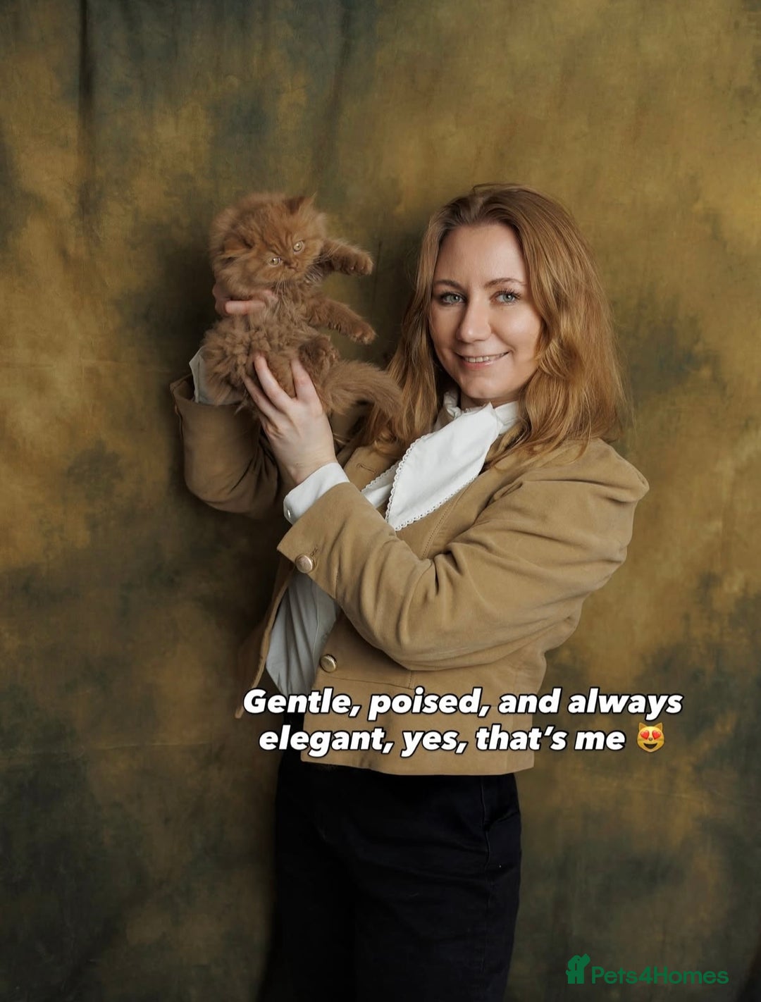 British Shorthair cats for sale: British Short and Long Hair  - Image 14