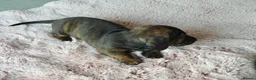 Miniature Dachshund dogs for sale: Beautiful pedigree KC miniature dachshund puppies  in Ilkeston - Advert 18