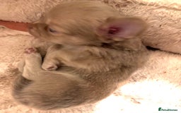 Chihuahua dogs for sale: Beautiful mink lilac chihuahua puppy - Image 3