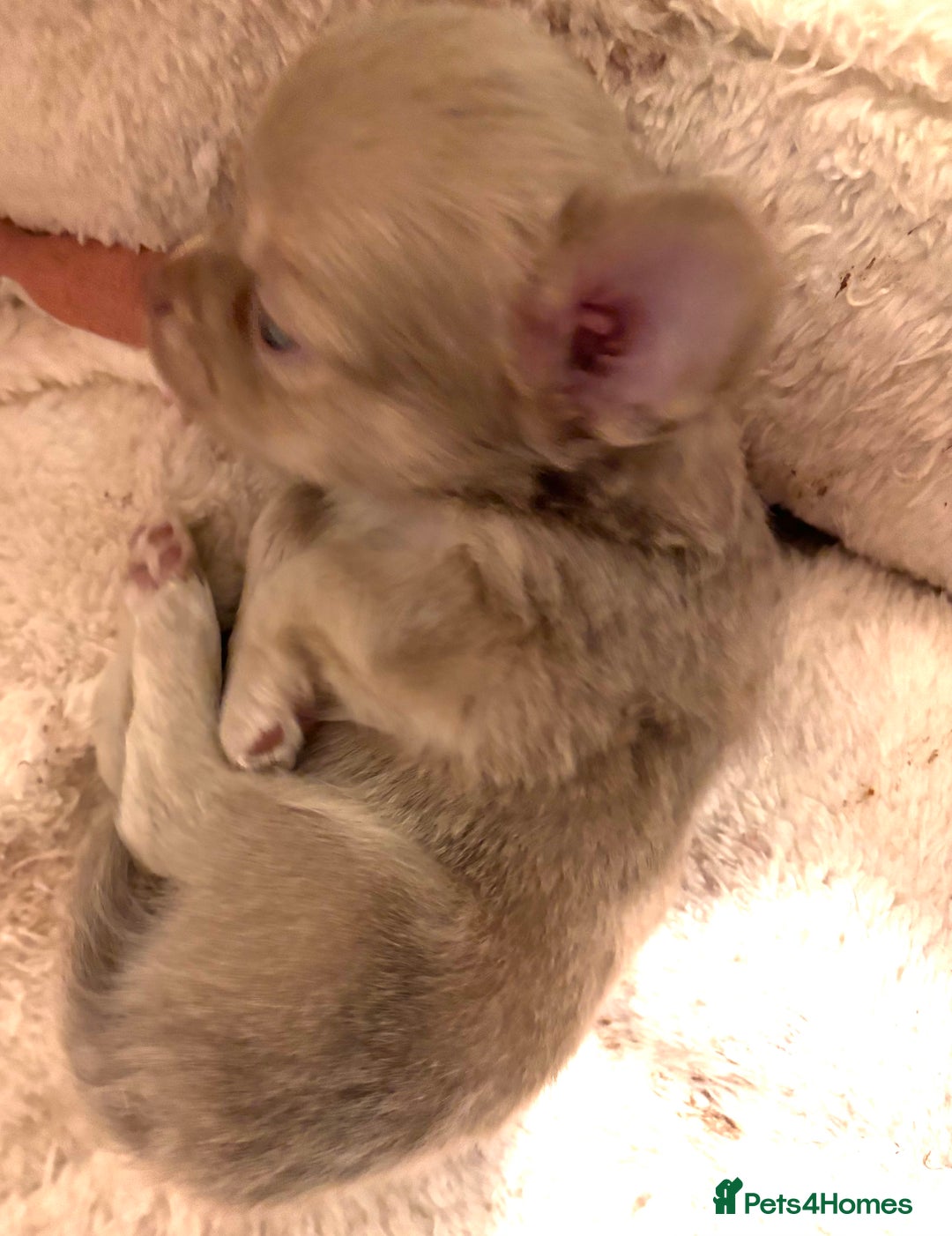 Chihuahua dogs for sale: Beautiful mink lilac chihuahua puppy - Image 3