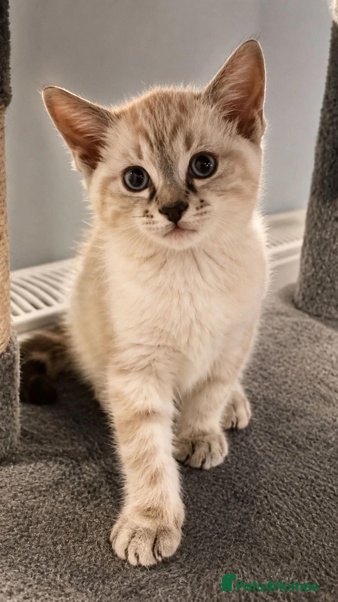 Mixed Breed cats for sale: Norvegian forest cross kittens - Advert 2