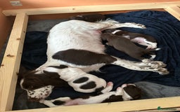 Mixed Breed dogs for sale: Chi sprocker  - Image 12