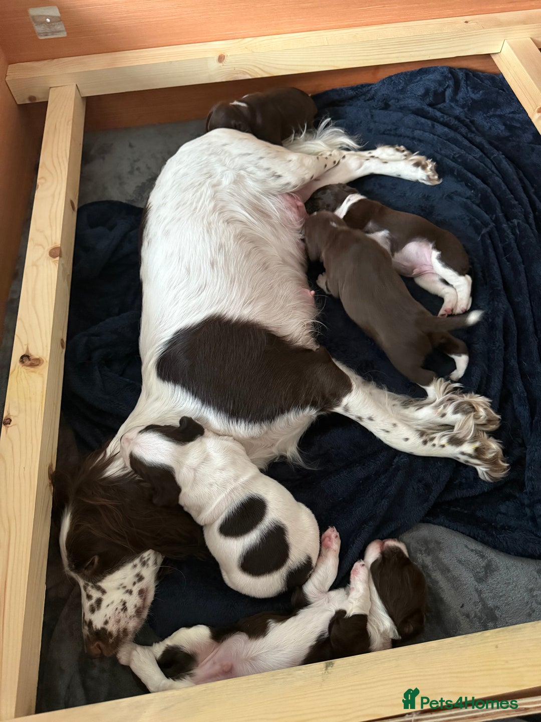 Mixed Breed dogs for sale: Chi sprocker  - Image 12